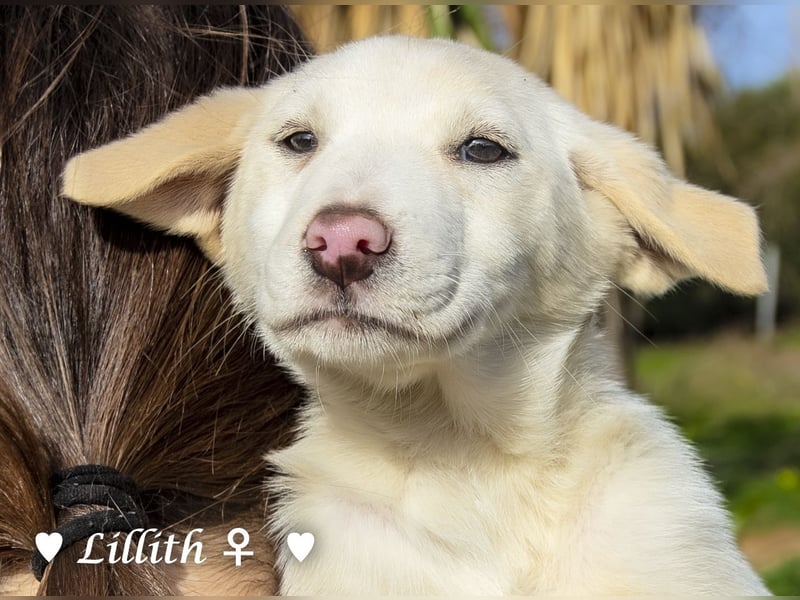 Lillith sucht ein Zuhause