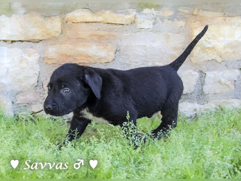 Savas, Selma, Simos, Sirius und Smile suchen ein Zuhause