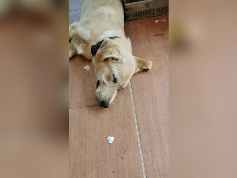 Der kleine Kalle kann in der Südpfalz besucht werden