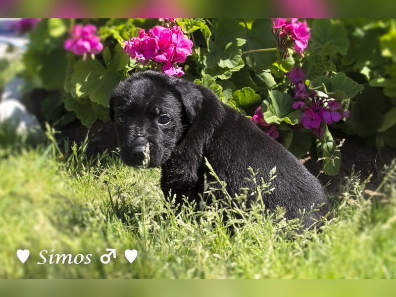 Savas, Selma, Simos, Sirius und Smile suchen ein Zuhause