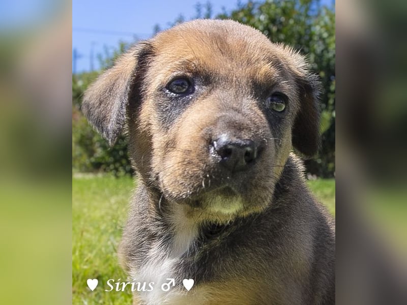 Savas, Selma, Simos, Sirius und Smile suchen ein Zuhause