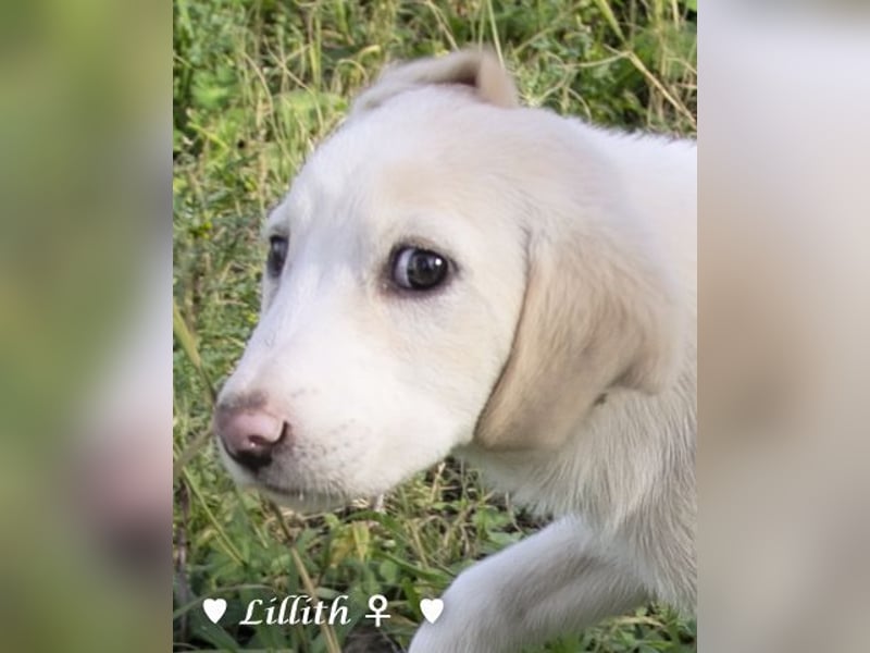 Lillith sucht ein Zuhause