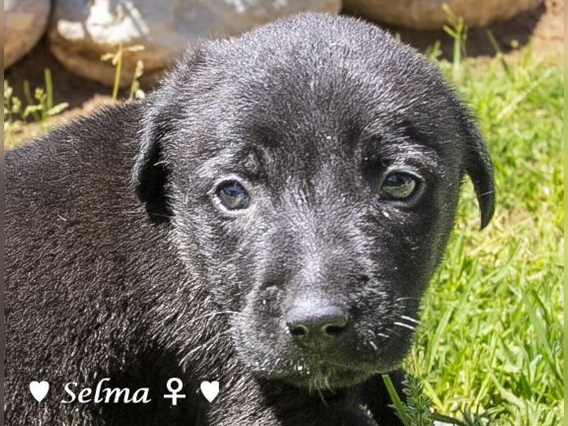 Savas, Selma, Simos, Sirius und Smile suchen ein Zuhause