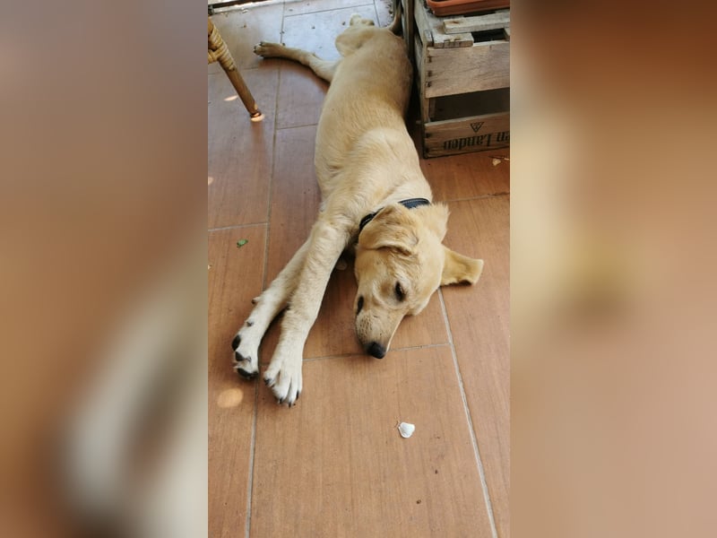 Der kleine Kalle kann in der Südpfalz besucht werden