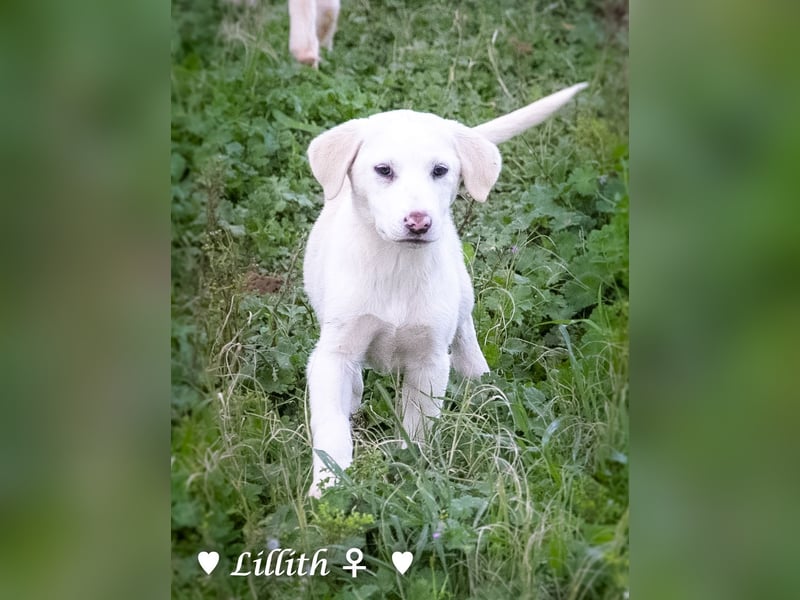 Lillith sucht ein Zuhause