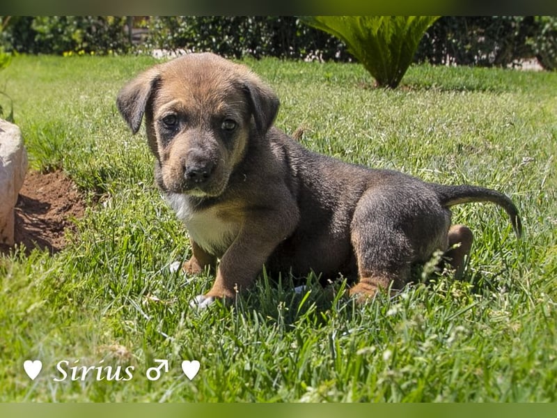 Savas, Selma, Simos, Sirius und Smile suchen ein Zuhause