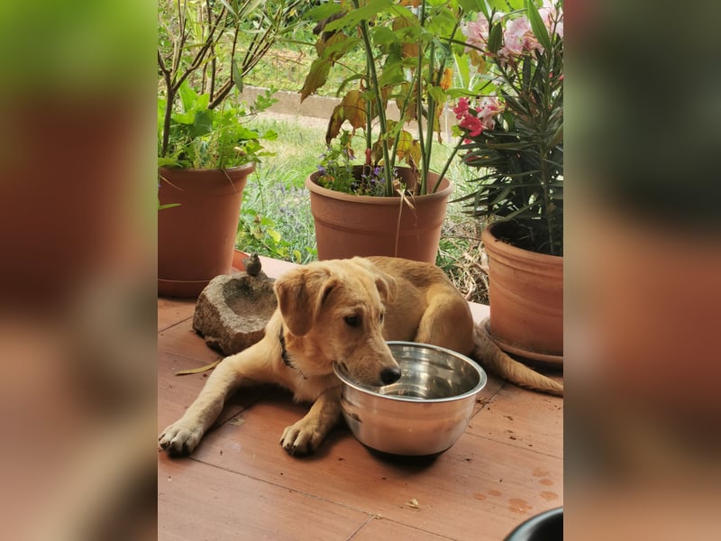 Der kleine Kalle kann in der Südpfalz besucht werden