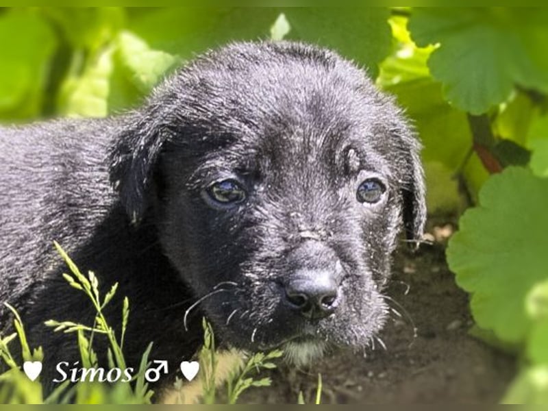 Savas, Selma, Simos, Sirius und Smile suchen ein Zuhause