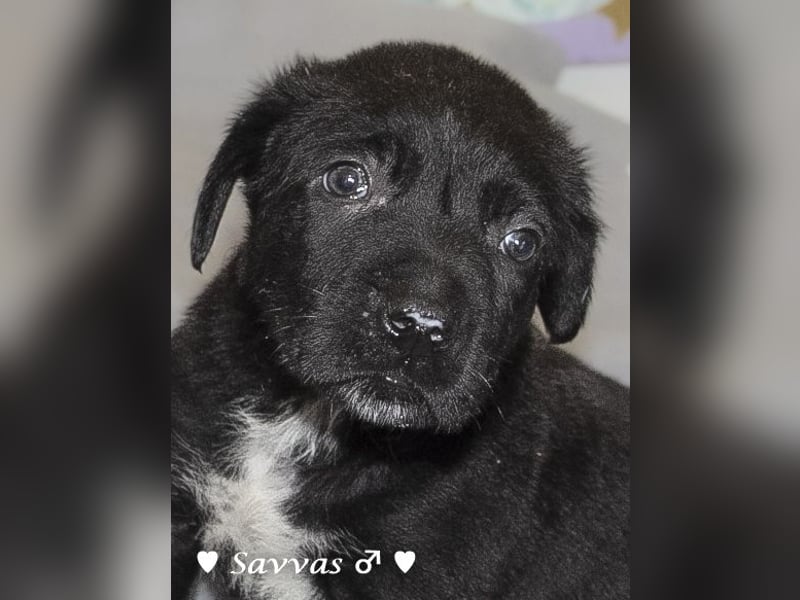 Savas, Selma, Simos, Sirius und Smile suchen ein Zuhause