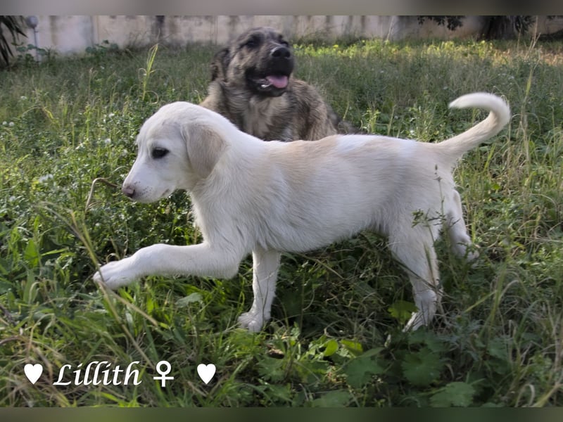 Lillith sucht ein Zuhause