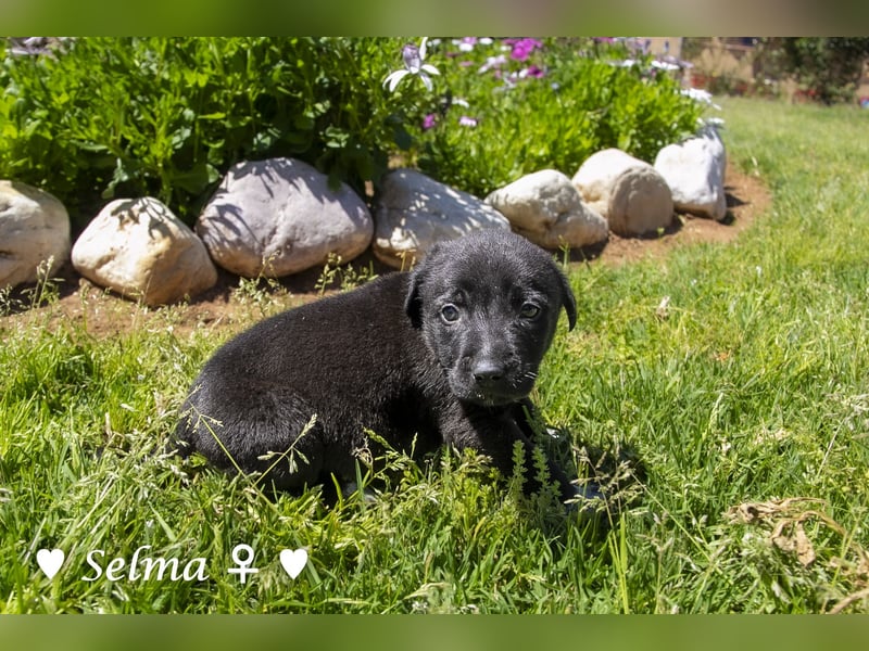 Savas, Selma, Simos, Sirius und Smile suchen ein Zuhause