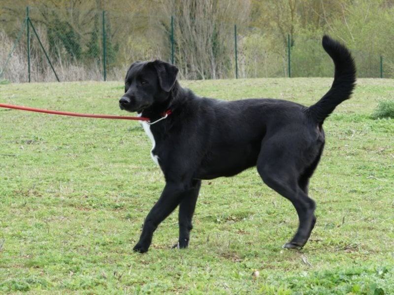 Poitiers : Pinceau wartet auf die zweite Chance