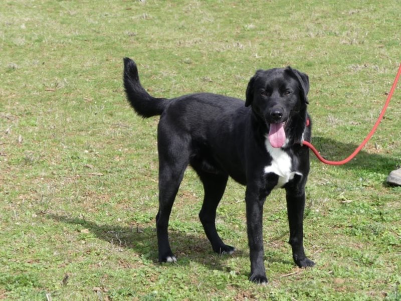 Poitiers : Pinceau wartet auf die zweite Chance