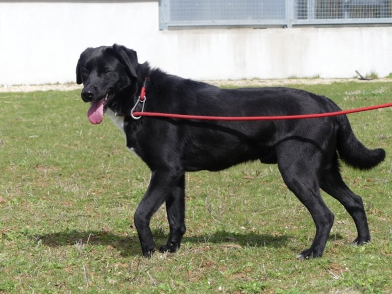 Poitiers : Pinceau wartet auf die zweite Chance