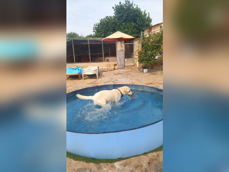 Simba V75 steckt voller Lebensfreude