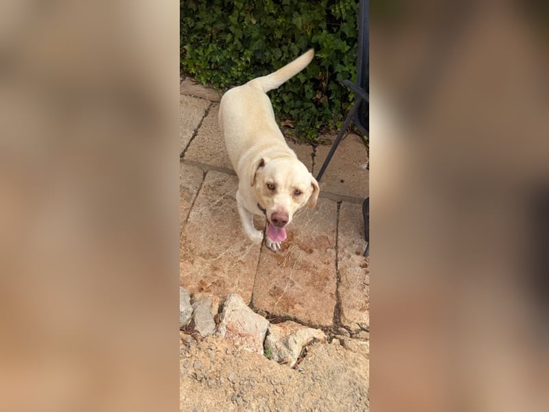 Simba V75 steckt voller Lebensfreude