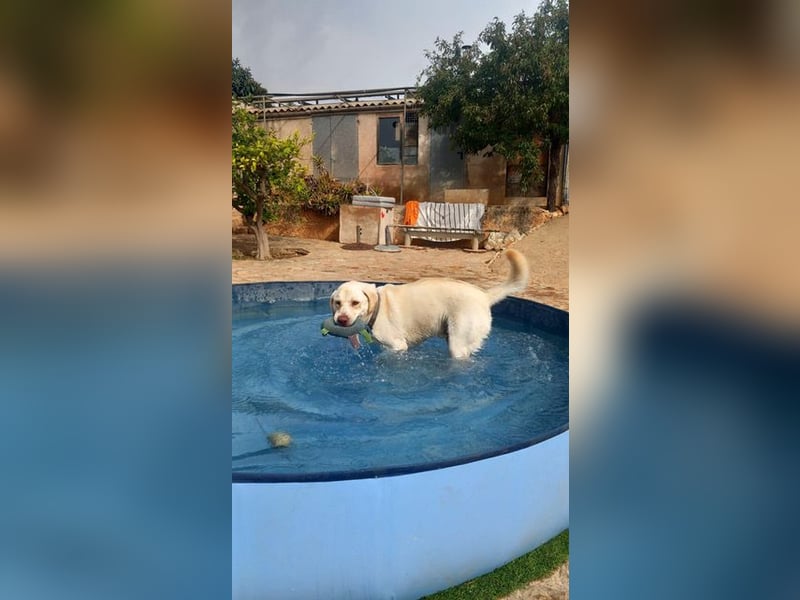 Simba V75 steckt voller Lebensfreude