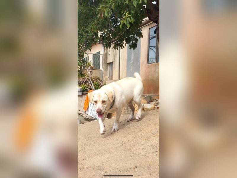 Simba V75 steckt voller Lebensfreude