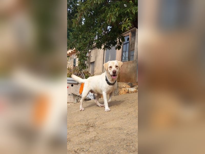 Simba V75 steckt voller Lebensfreude