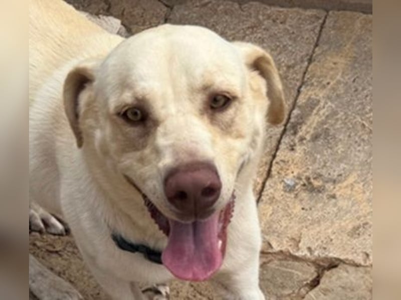 Simba V75 steckt voller Lebensfreude