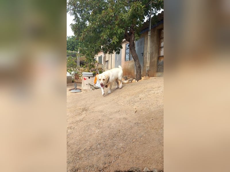 Simba V75 steckt voller Lebensfreude