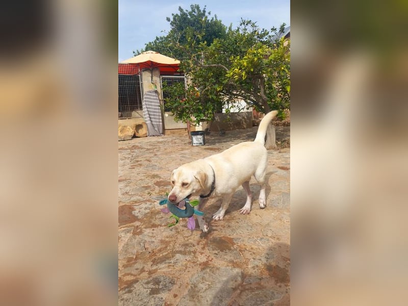 Simba V75 steckt voller Lebensfreude