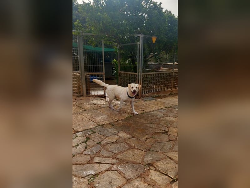 Simba V75 steckt voller Lebensfreude