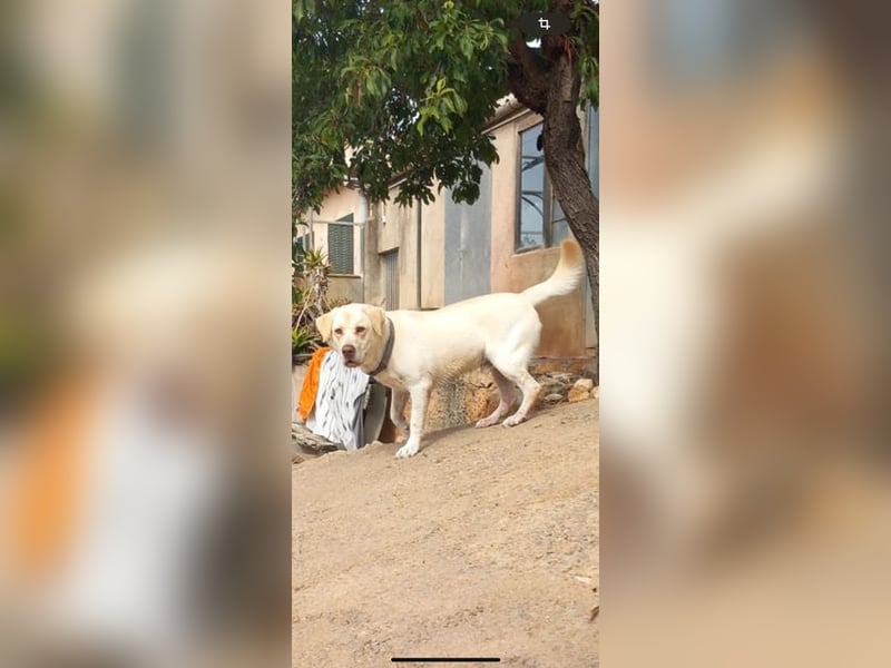 Simba V75 steckt voller Lebensfreude