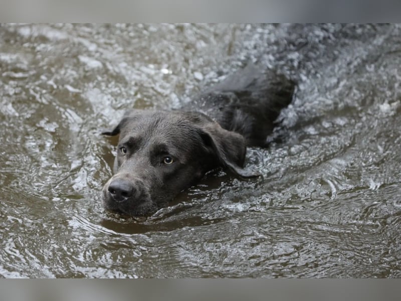 Labrador Deckrüde charcoal