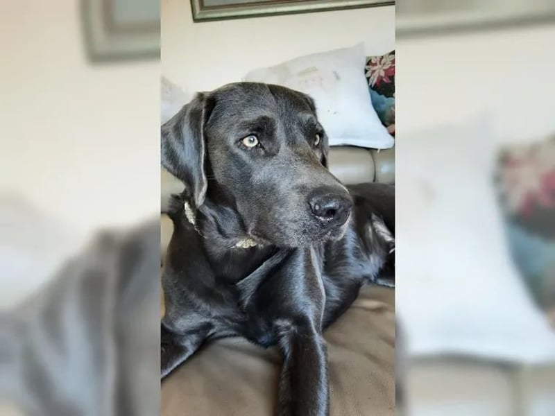 Labrador Deckrüde charcoal