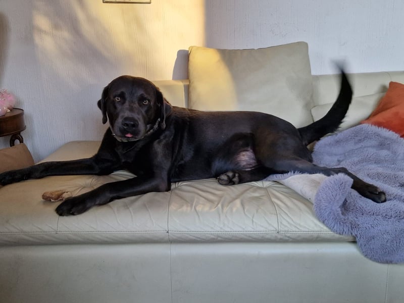 Labrador Deckrüde charcoal