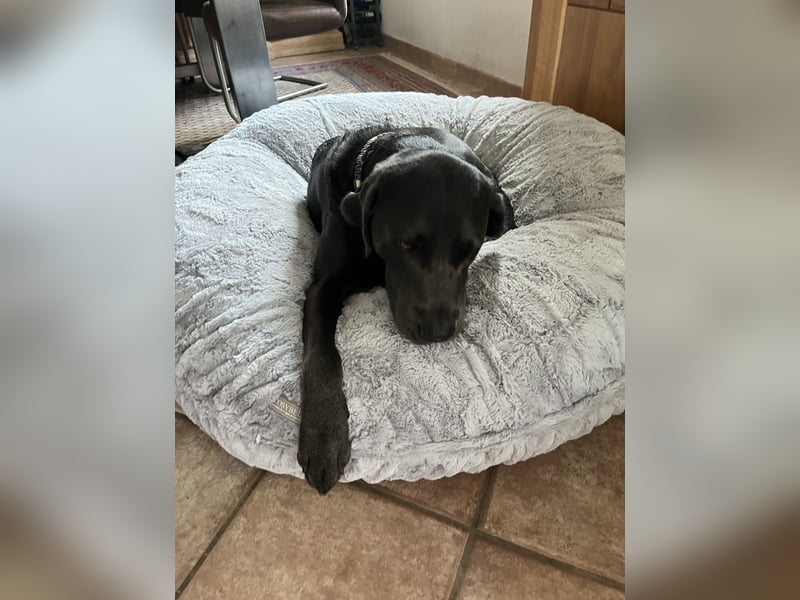 Labrador Deckrüde charcoal