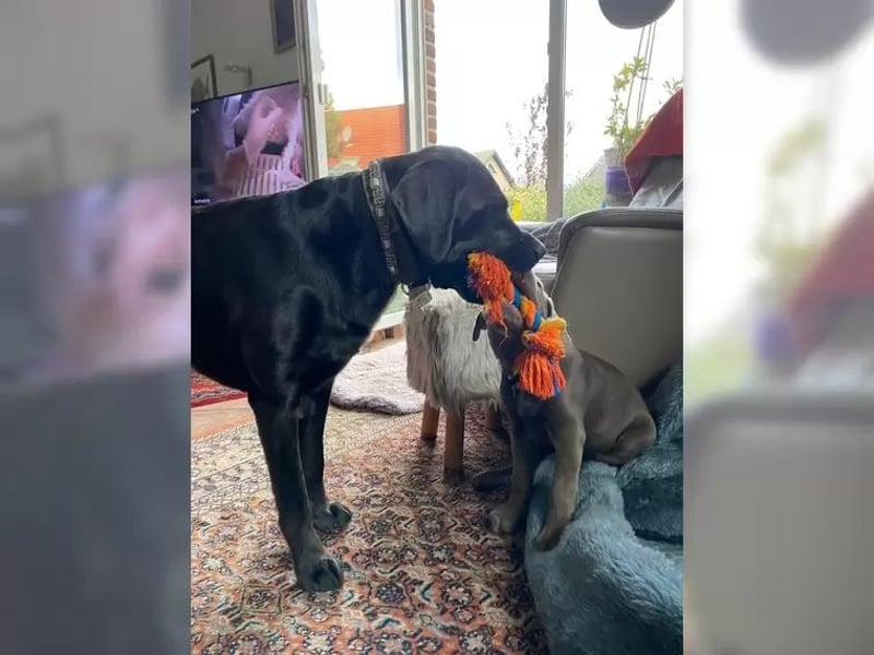 Labrador Deckrüde charcoal