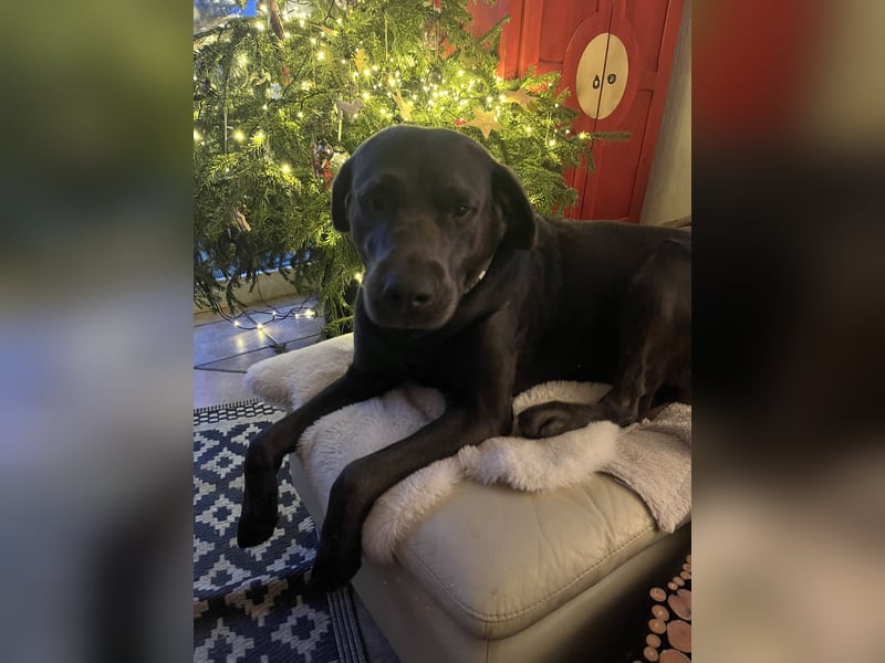 Labrador Deckrüde charcoal