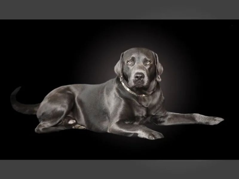 Labrador Deckrüde charcoal