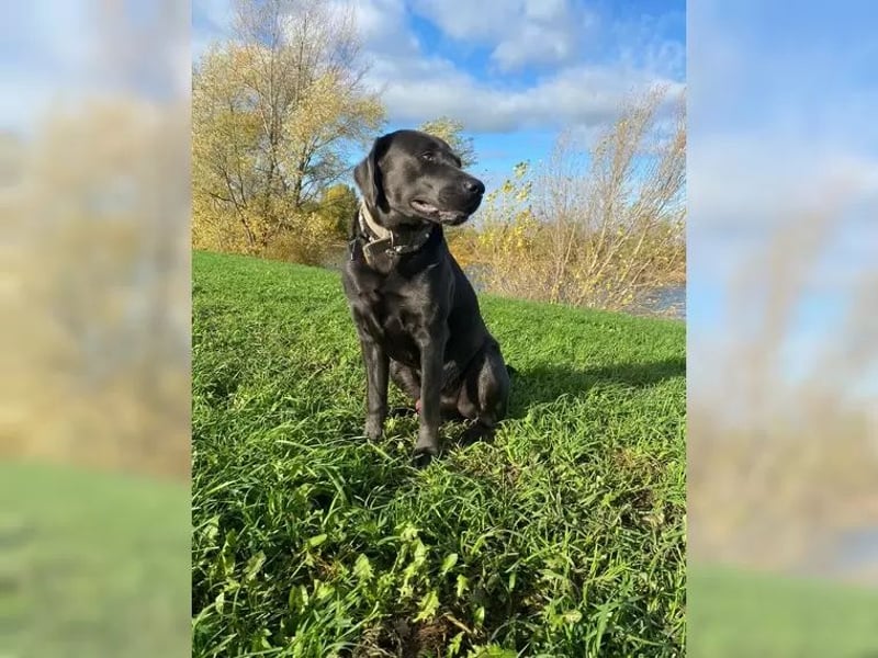 Labrador Deckrüde charcoal