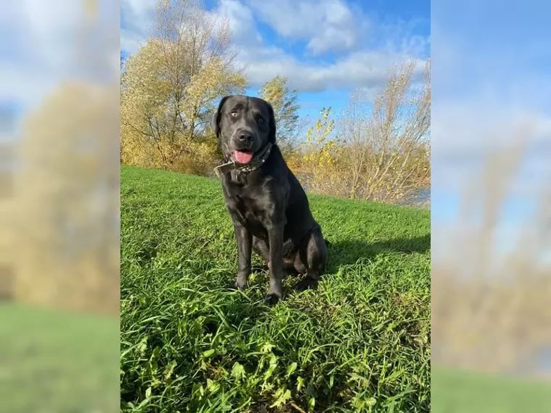 Labrador Deckrüde charcoal