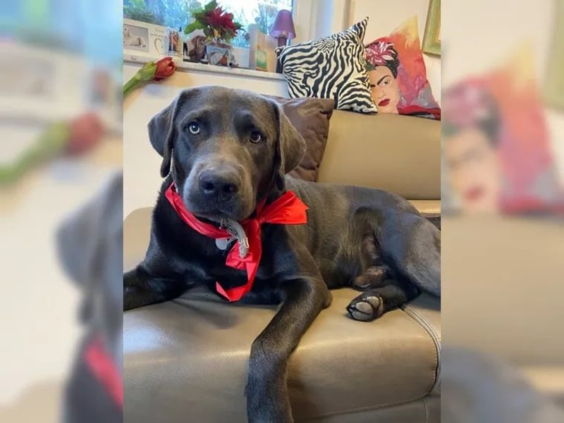 Labrador Deckrüde charcoal