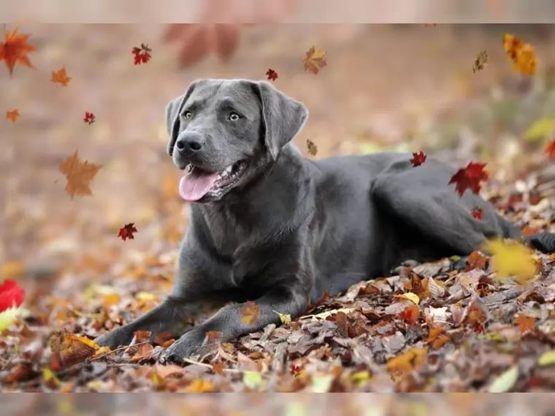 Labrador Deckrüde charcoal