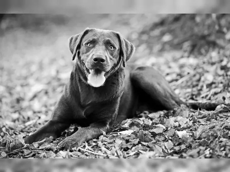Labrador Deckrüde charcoal