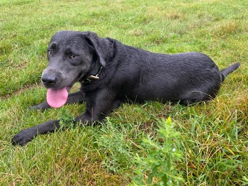 Labrador Deckrüde charcoal