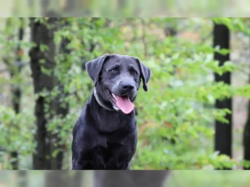 Labrador Deckrüde charcoal