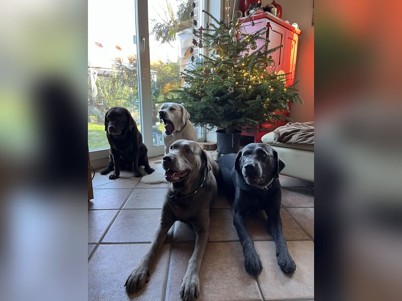 Labrador Deckrüde charcoal