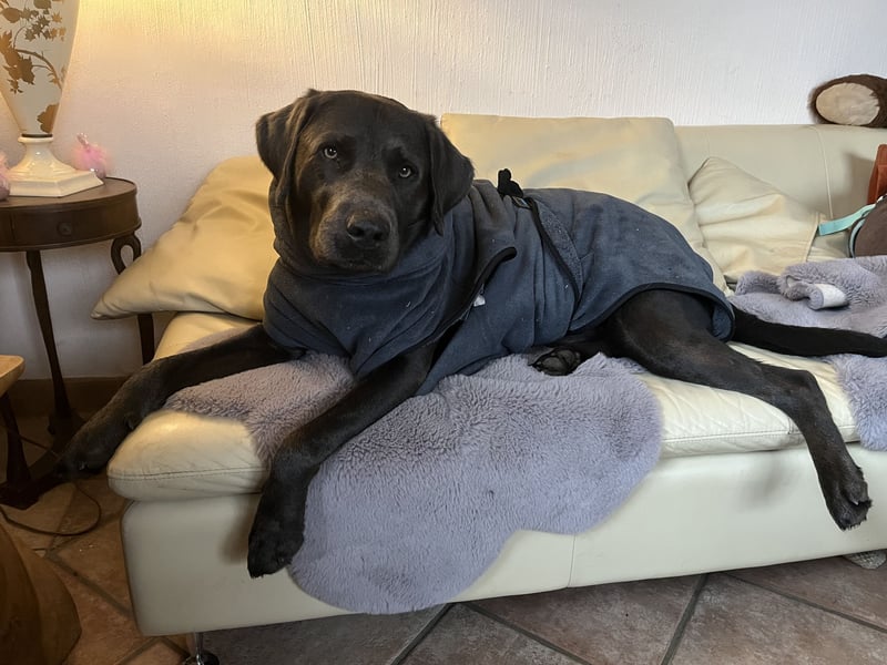 Labrador Deckrüde charcoal