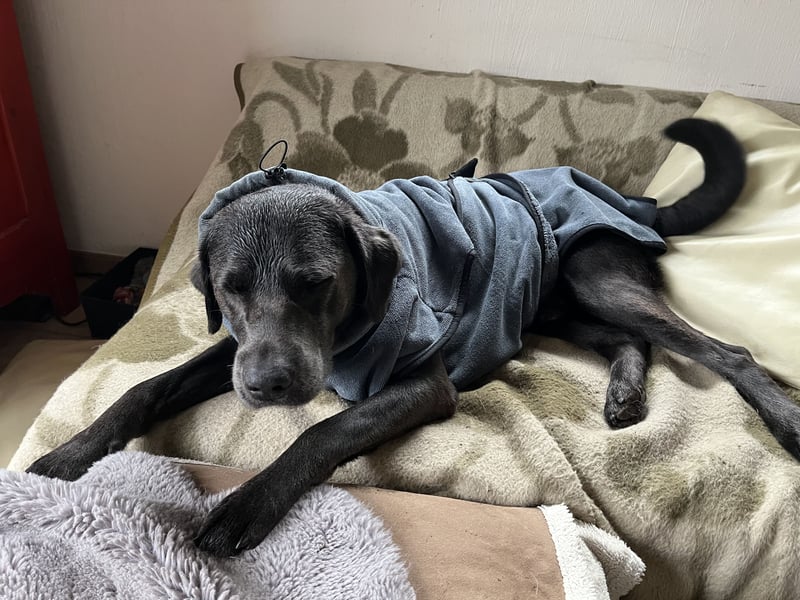 Labrador Deckrüde charcoal