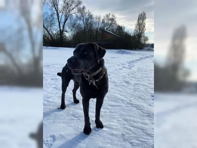 Labrador Deckrüde charcoal