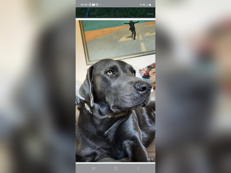 Labrador Deckrüde charcoal