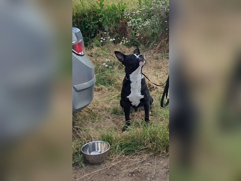 kastrierter Mischlingsrüde