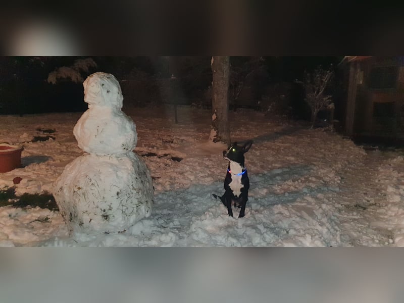 kastrierter Mischlingsrüde