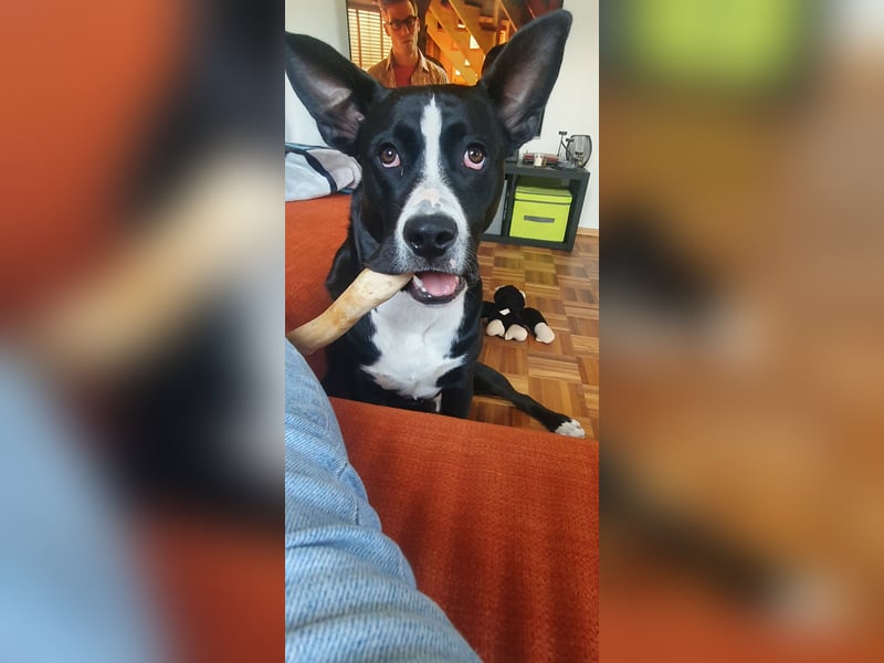 kastrierter Mischlingsrüde